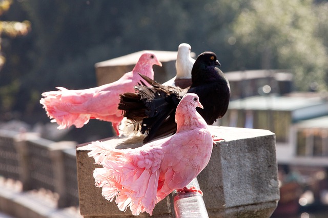 组委会如果 组委会如果
