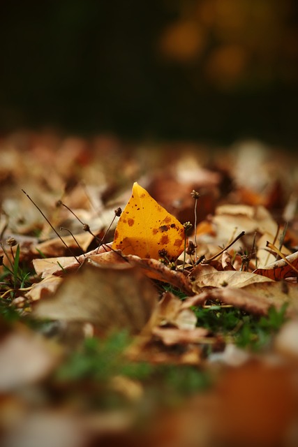 计将发送旅 计将发送旅